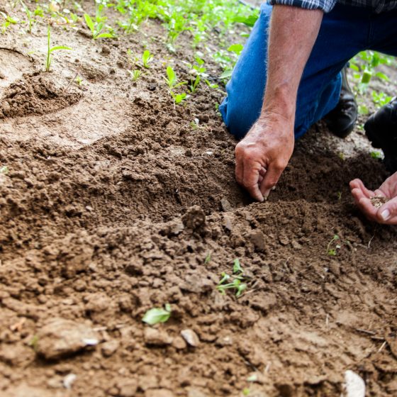 The nurturing power of the soil
